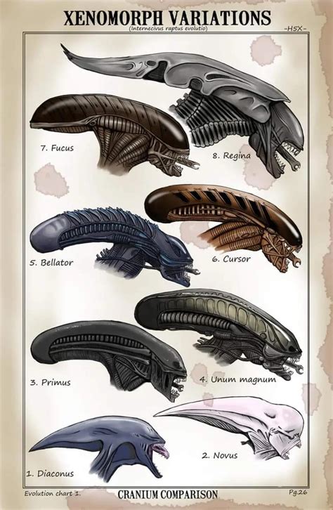 all kinds of xenomorph